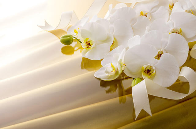 結婚式で使う花の種類 胡蝶蘭 コチョウラン の特徴 花言葉とは 結婚式準備 Com