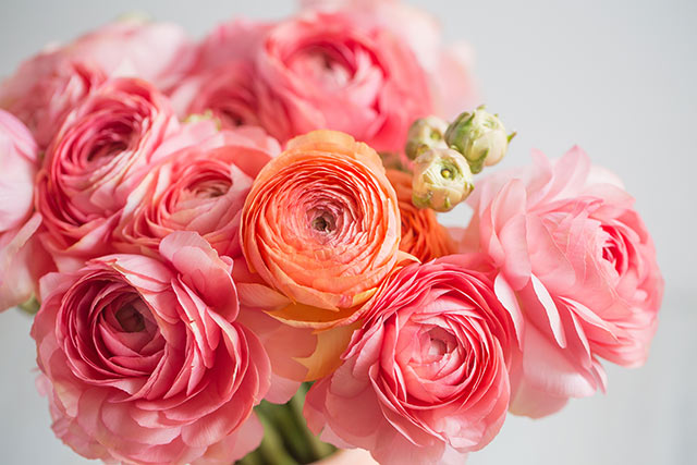 結婚式で使う花の種類 ラナンキュラス の特徴 花言葉とは 結婚式準備 Com