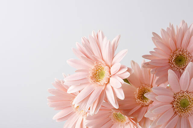 結婚式で使う花の種類 ガーベラ の特徴 花言葉とは 結婚式準備 Com