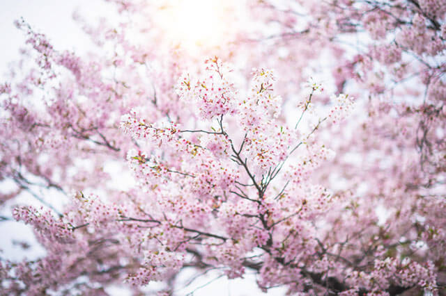 春の花・桜