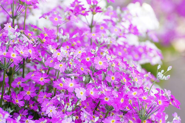 花言葉は愛