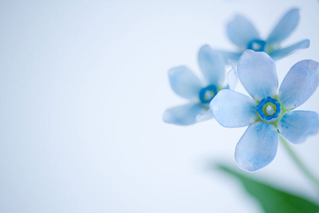 ブルースター花言葉は愛