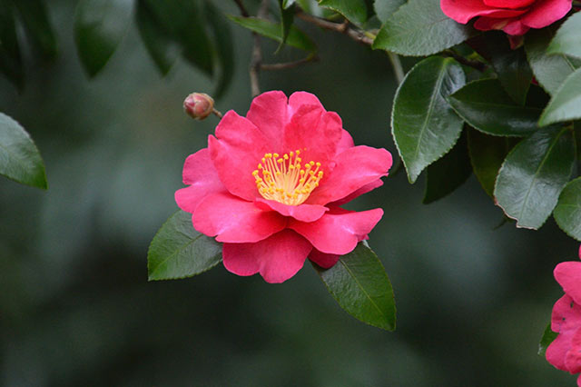 花言葉は愛