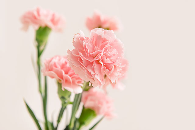 花言葉は愛