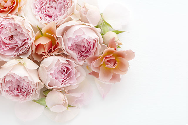 バラの花言葉は愛