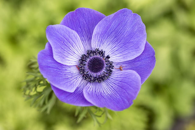 花言葉は愛