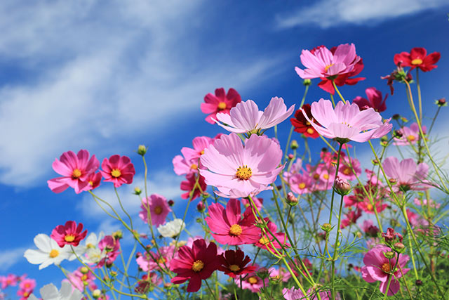 花言葉は愛