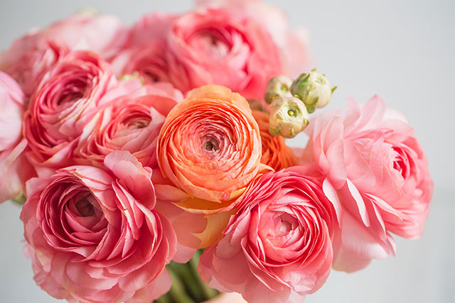 結婚式で使う花の種類《ラナンキュラス》の特徴・花言葉とは？